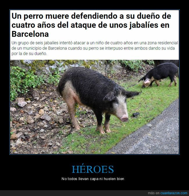 cerdo,niño,salvar,jabalíes