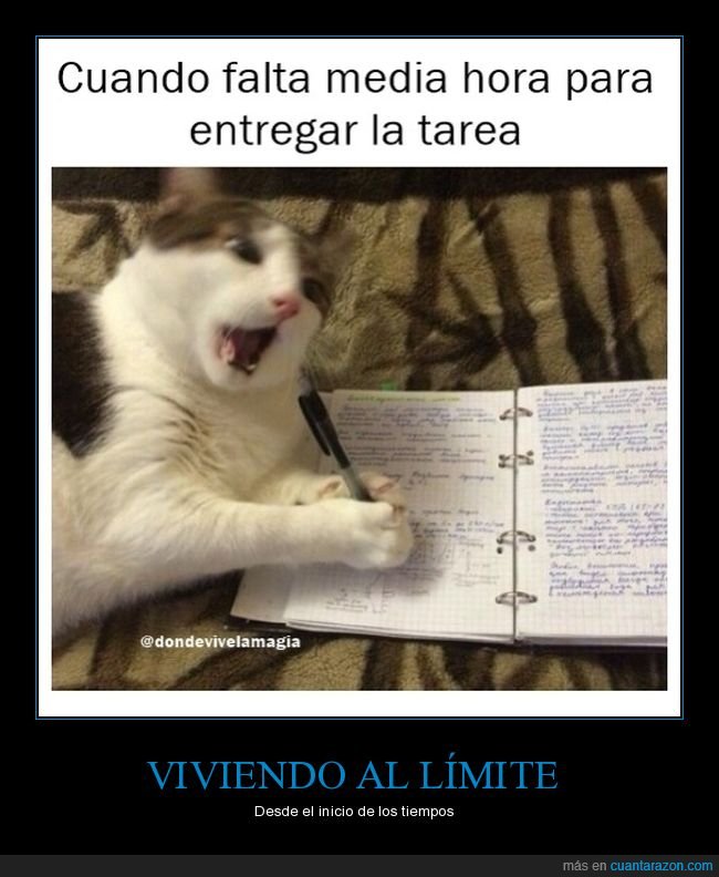 gato,tarea,deberes,tarde