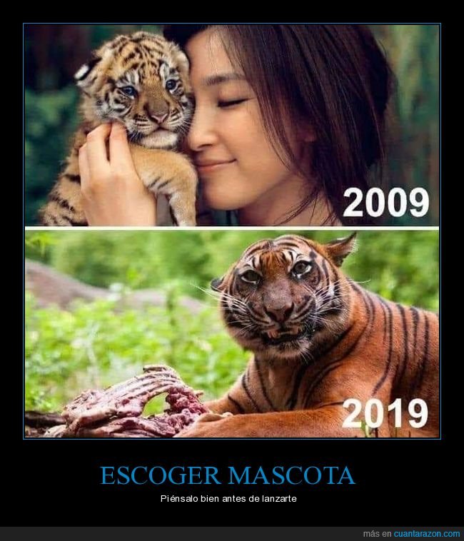 mascota,tigre,cachorro