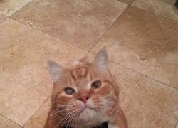 Enlace a NO, MR BOND