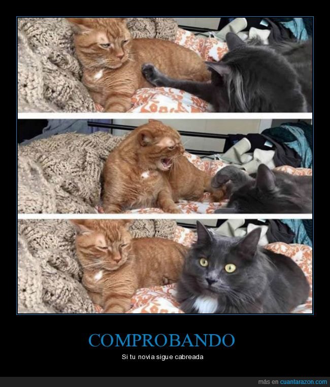 gatos,relaciones,enfado