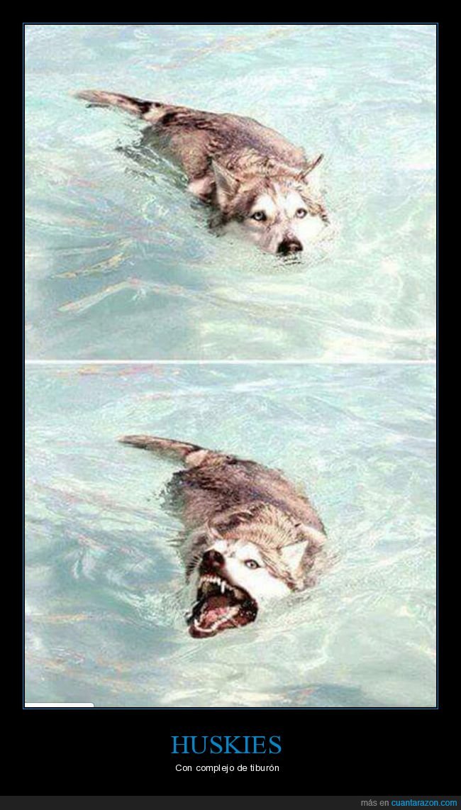 perros,piscina,tiburon,husky