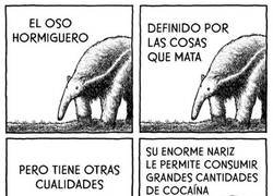 Enlace a Cualidades del oso hormiguero