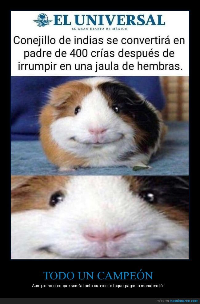 conejillo de indias,padre,jaula,hembras