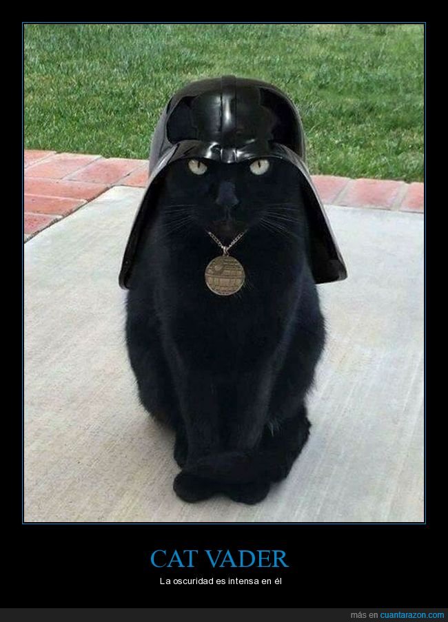 gatos,darth vader,star wars