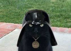 Enlace a Cuando tu gato se pasa al lado oscuro