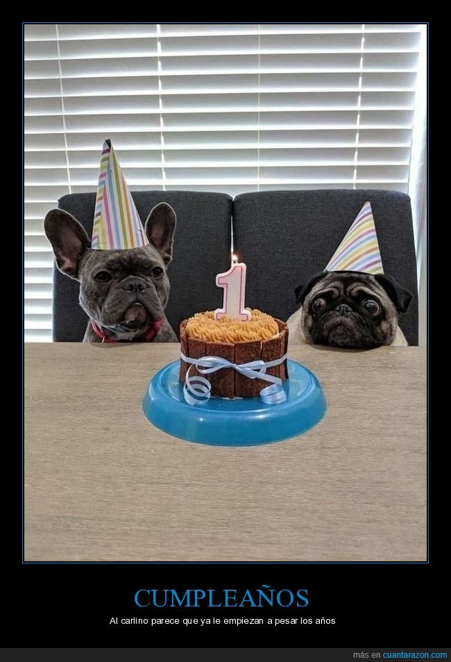 cumpleaños,perros,bulldog francés,carlino