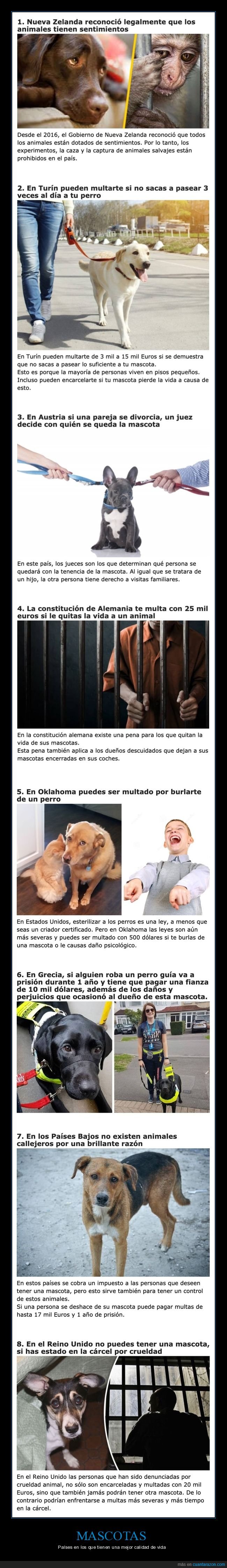 mascotas,países,animales