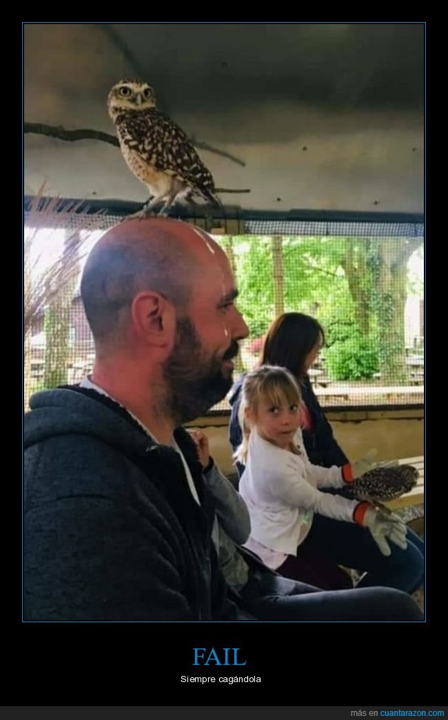 búho,cagada,cabeza,fails