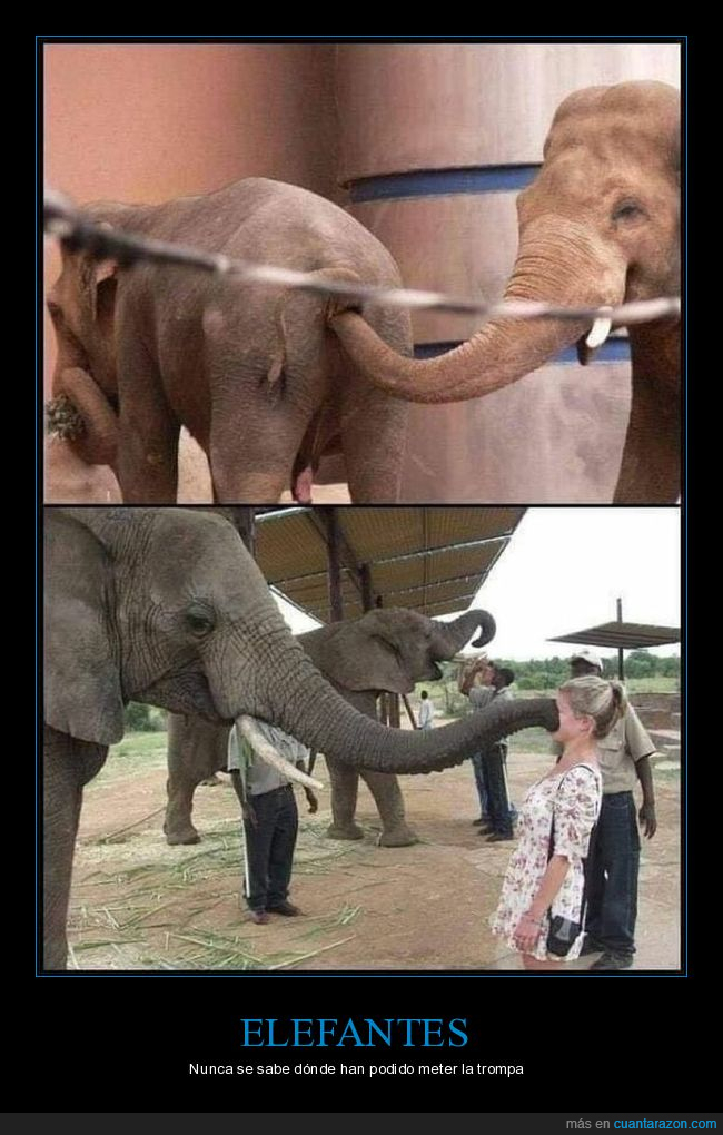 elefantes,culo,trompaa,cara
