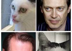 Enlace a Esta mujer adoptó un gato que llevaba en el refugio desde que tenía 2 días, y se parece a Steve Buscemi