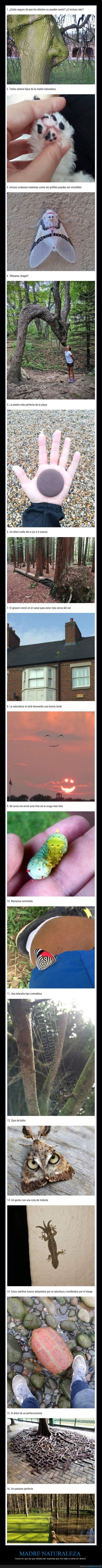 naturaleza,inspirada,wtf