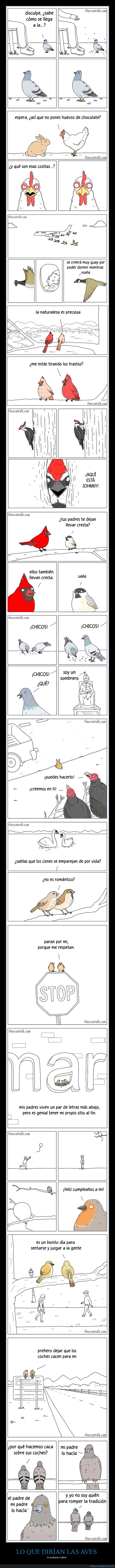 pájaros,hablar