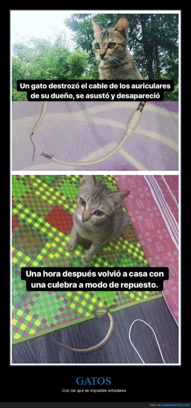 gato,romper,cable,culebra,repuesto