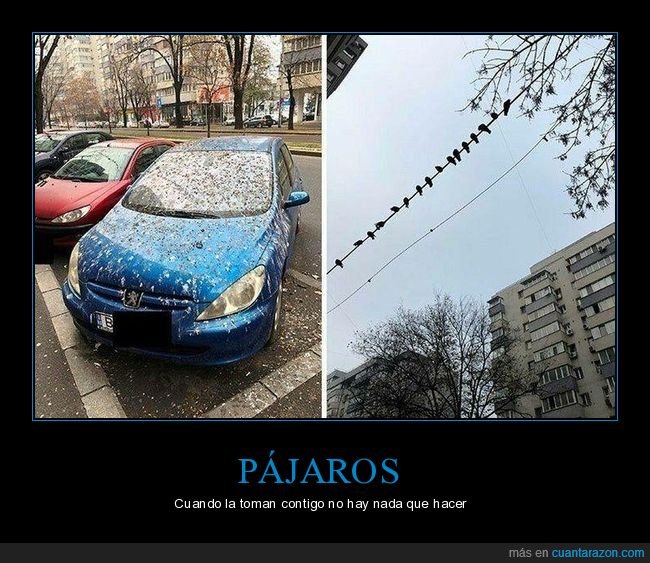 pájaros,cagadas,coche,fails