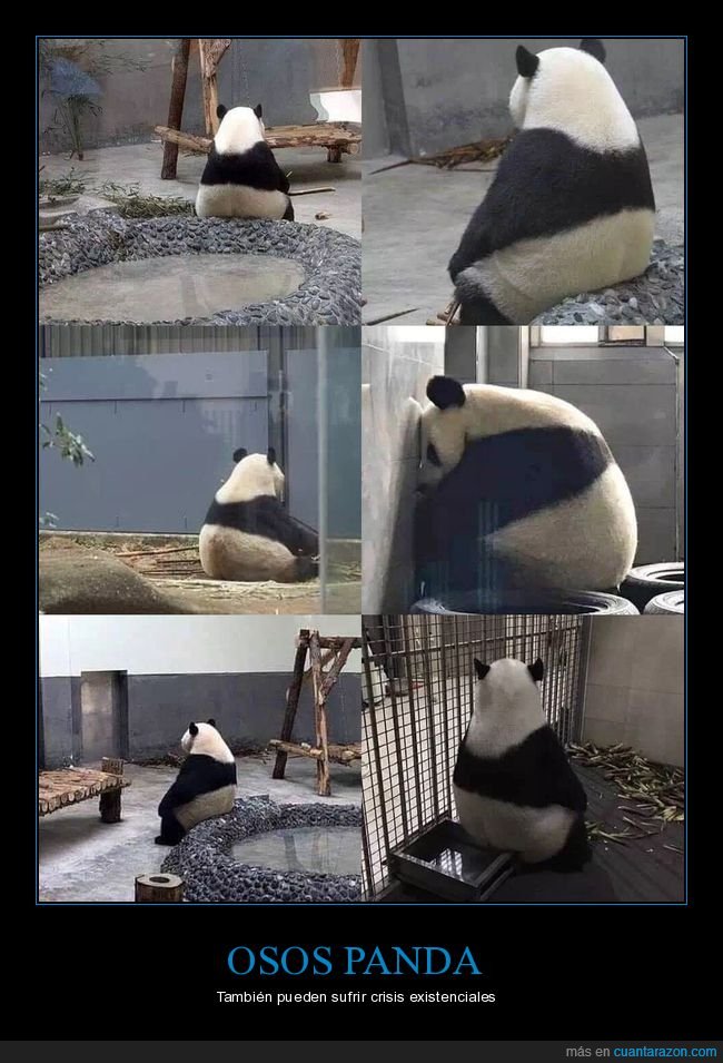 panda,sentado,crisis existencial,wtf