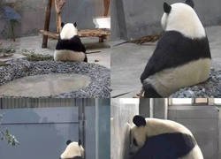 Enlace a Crisis panda