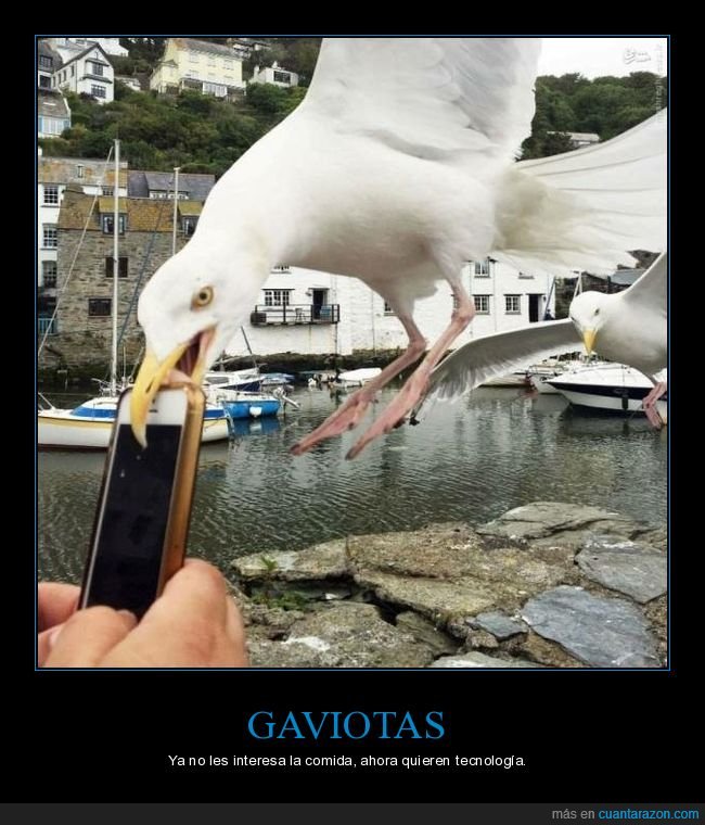 gaviotas,móvil,wtf