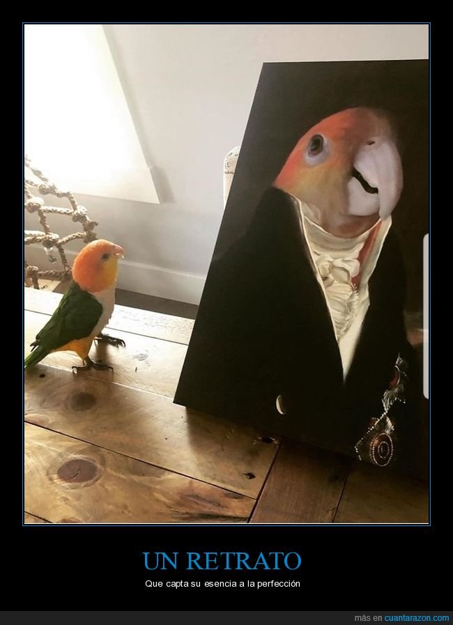 pájaro,retrato,cuadro,wtf
