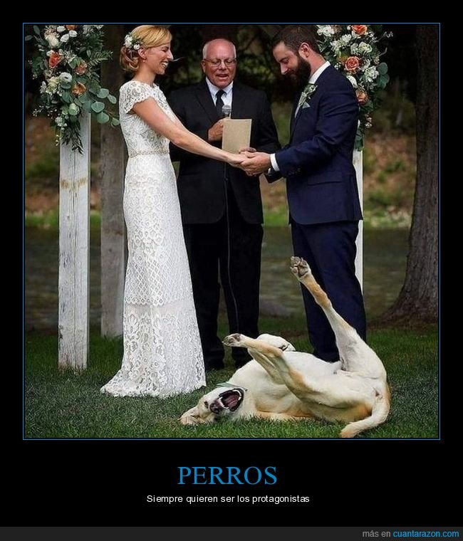 boda,perros,photobomb