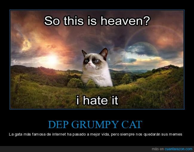 grumpy cat,muerte,gatos