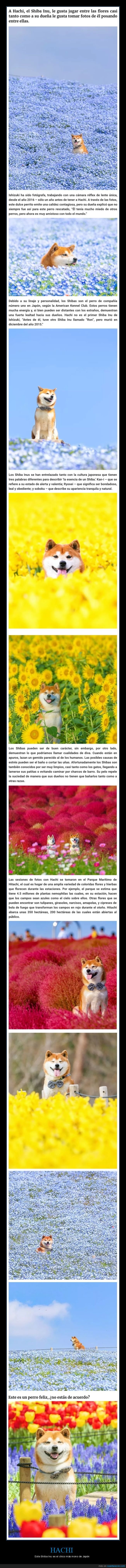 shiba inu,perros,flores