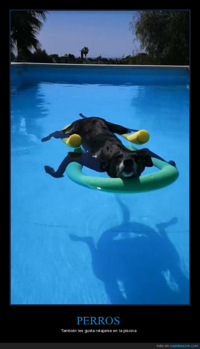 perros,piscina,relax