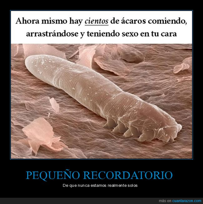 ácaros,cara,recordatorio