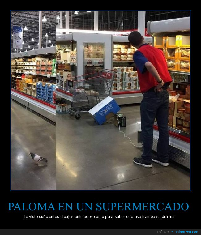 paloma,supermercado,trampa,wtf