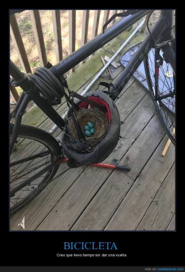 bicicleta,nido,casco