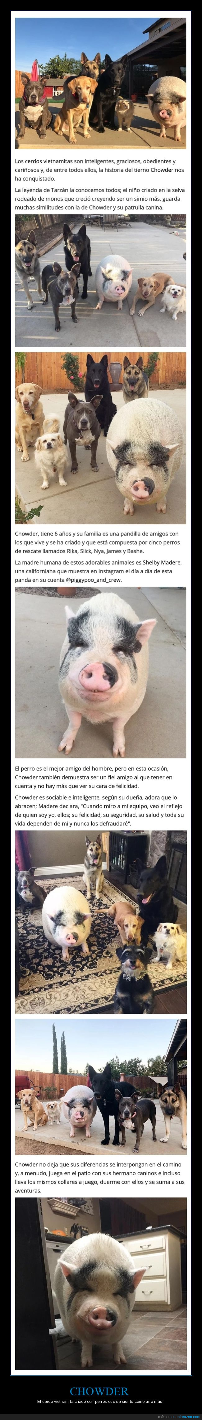 chowder,cerdo vietnamita,perros