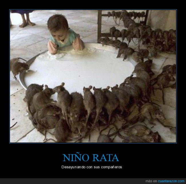 desayuno,leche,ni&ntilde;o,rata,ratas,wtf
