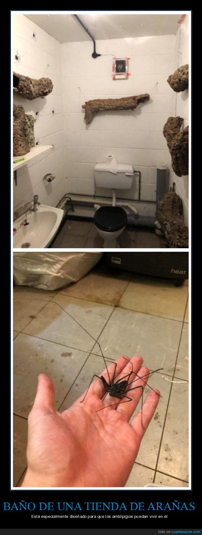 araña,arañas,aseo,wtf