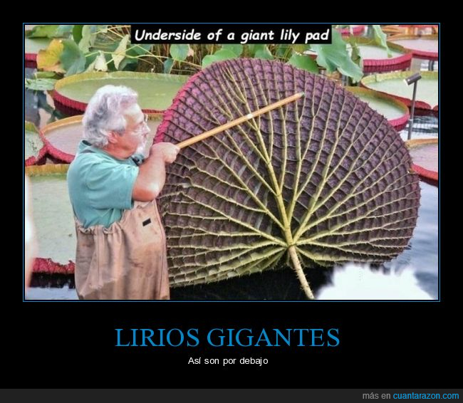 lirio gigante,debajo,curiosidades