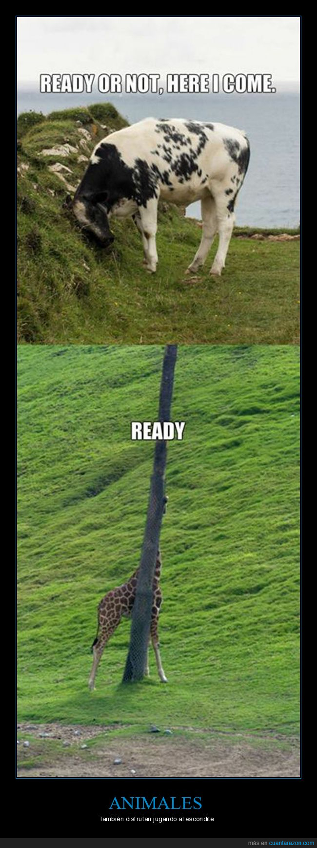 vaca,jirafa,escondite