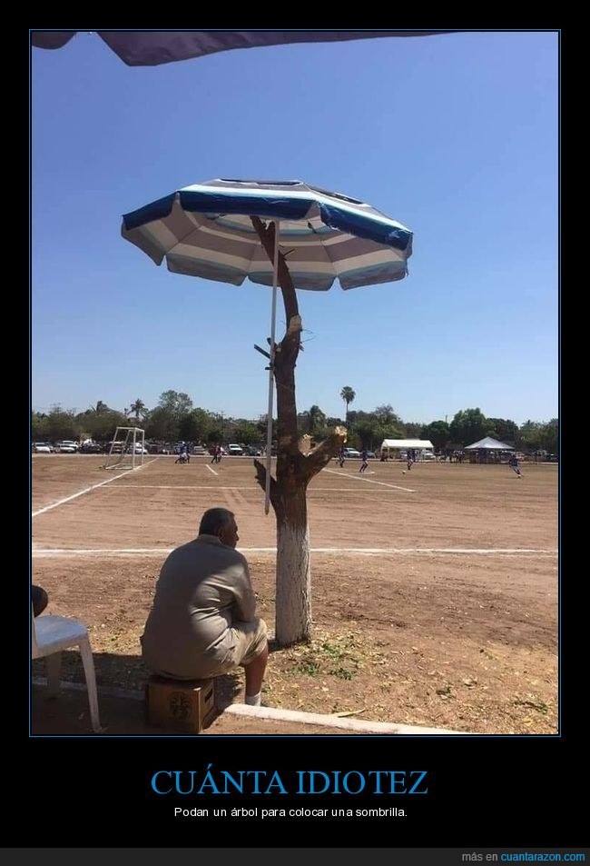 árbol,sobrilla,sol,sombbra