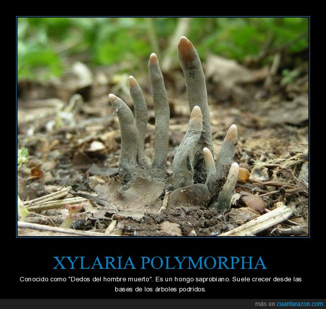 xylaria polymorpha,dedos del hombre muerto,hongo,curiosidades