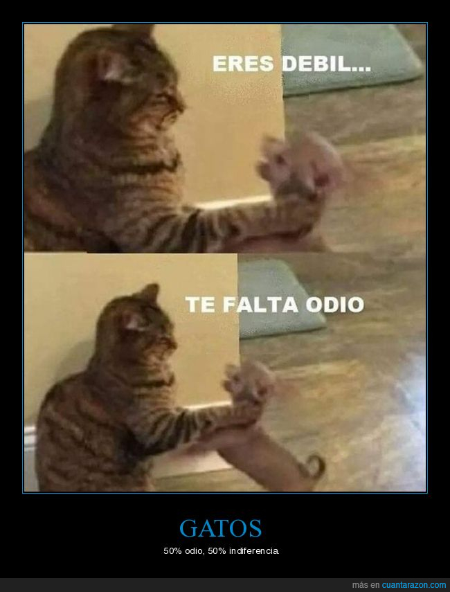 gato,perro,débil,odio