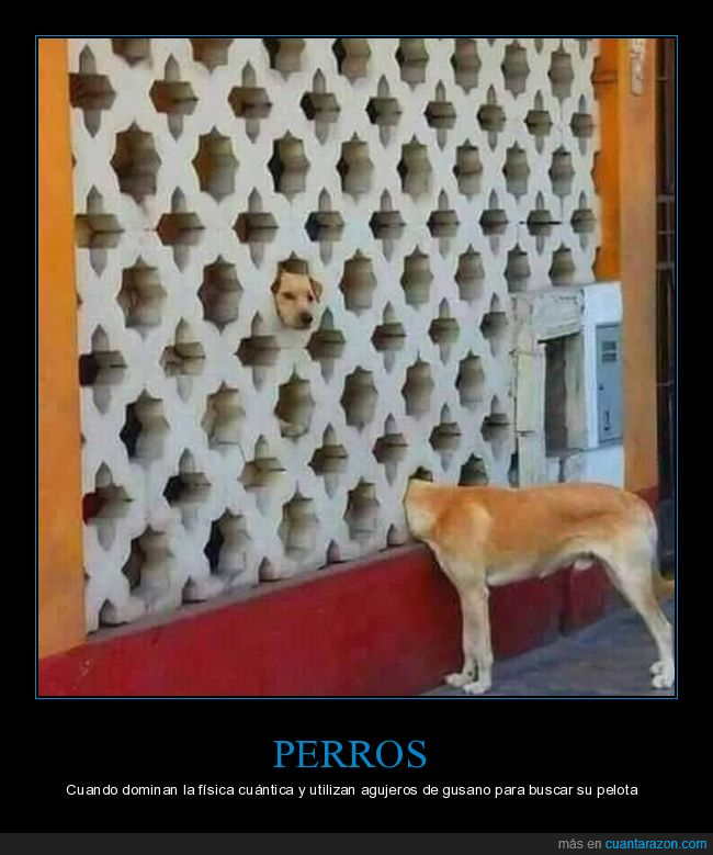 perro,física cuántica,agujero de gusano,absurdo