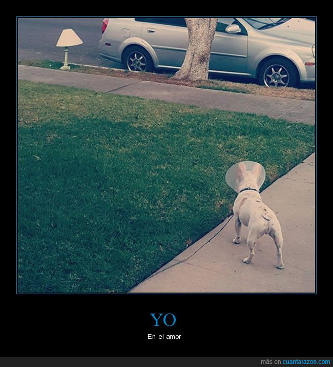 amor,perro,cono,lámpara