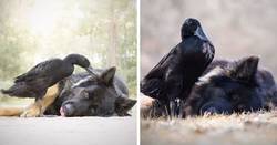Enlace a Fotografiando el vínculo especial entre un perro y un pato para mostrar cómo pueden ser de sensibles los animales