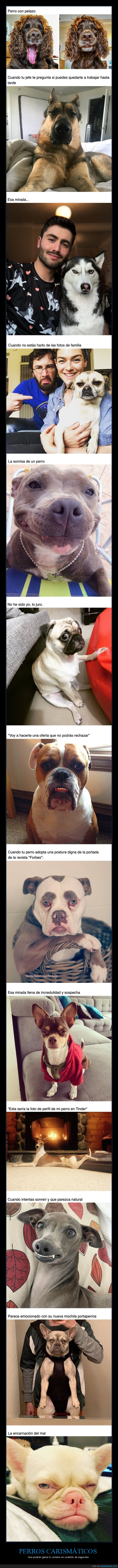perros,carismáticos,caras