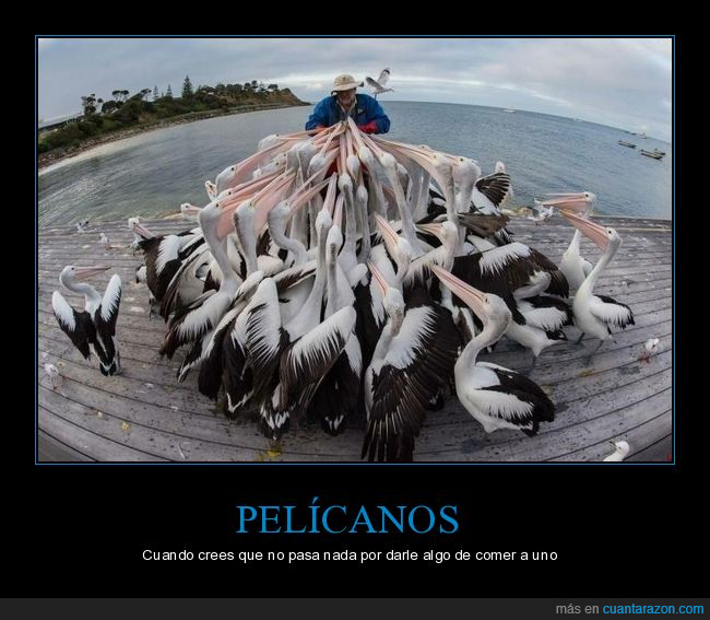 pelícanos,wtf