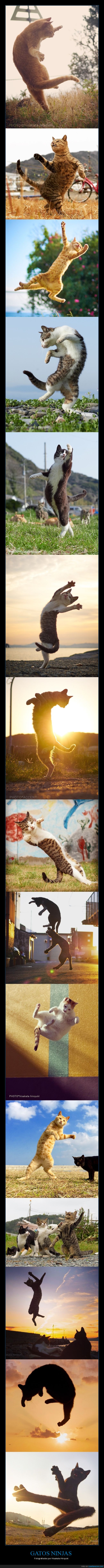 gatos,ninjas,hisakata hiroyuki