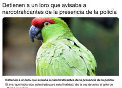 Enlace a Ha caído el loro de los narcos