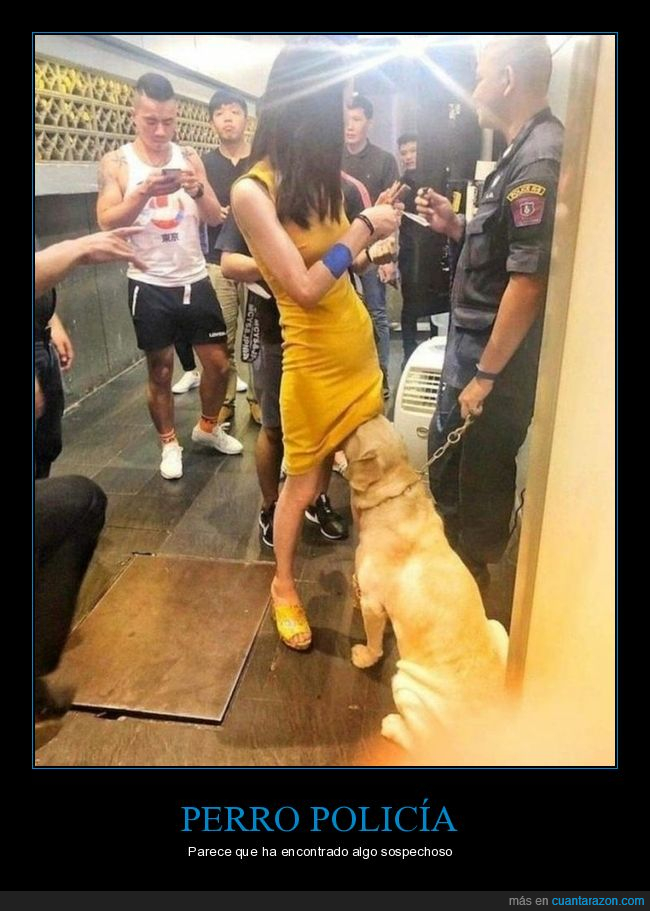 chica,perro,policía,oliendo,wtf