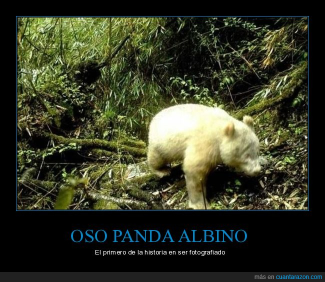 oso panda,albino