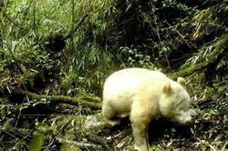 Enlace a Avistan por primera vez un panda albino en una reserva de China