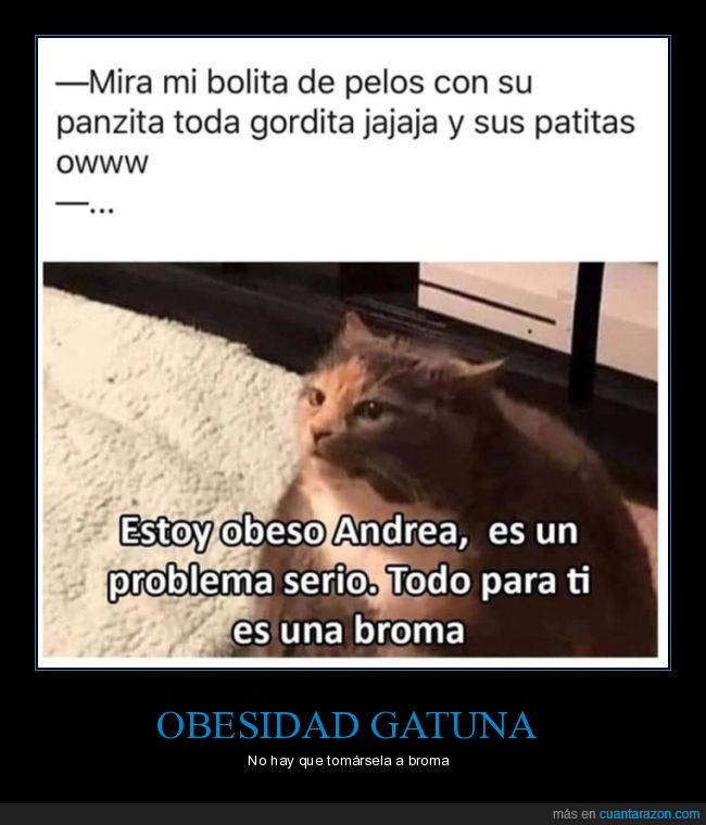 gato,gordo,obeso