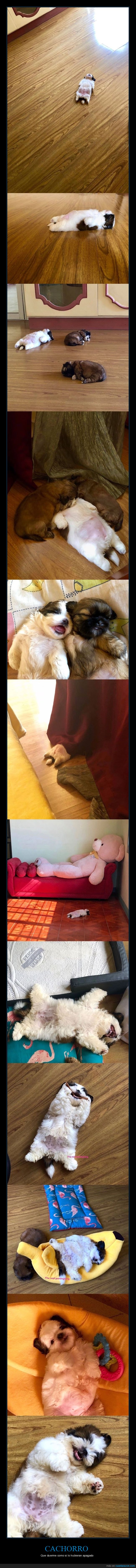 perros,dormir,postura,wtf